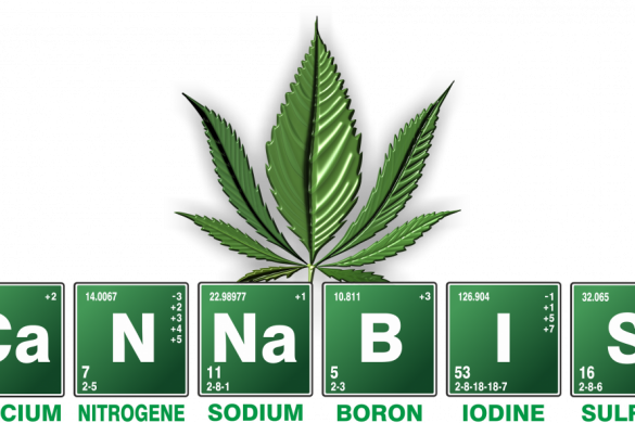 cannabis-explained
